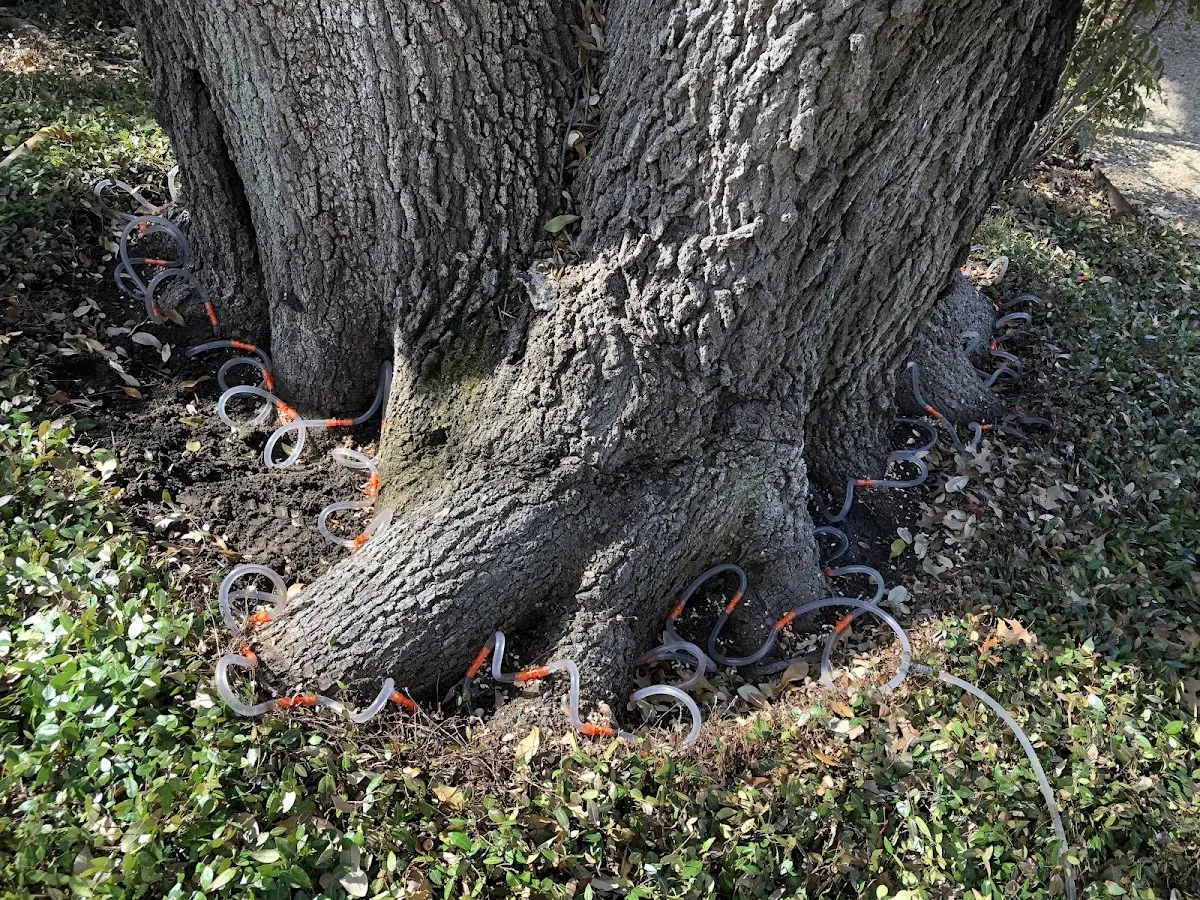 Detailed Tree Cabling and Bracing job site in Wagon Mound