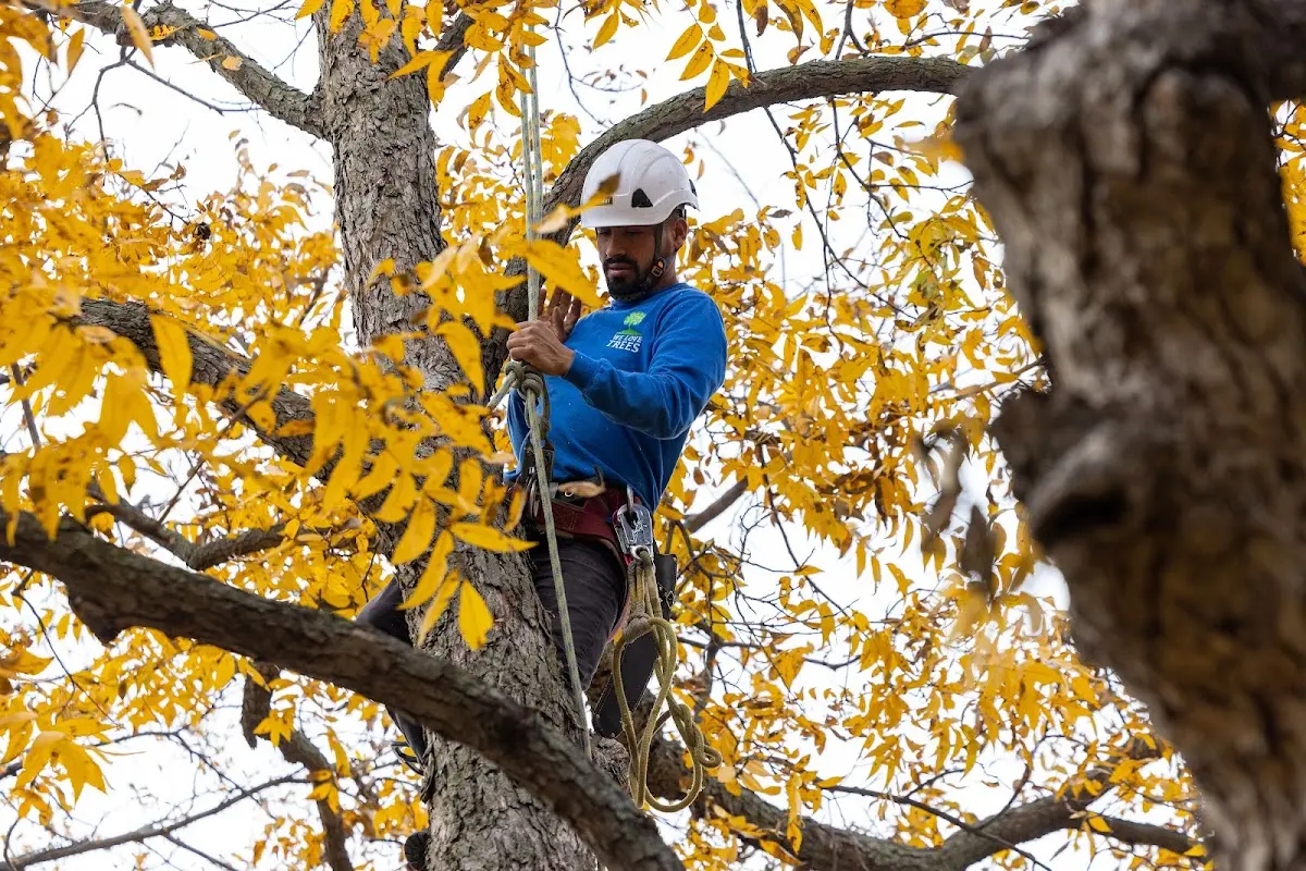 Skilled Tree Trimming crew working in Wagon Mound